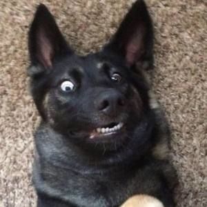 Meet your Posher, Dawn